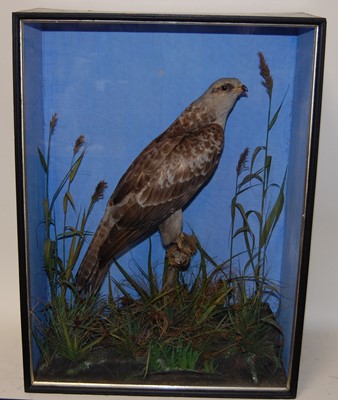 Lot 675 - * A Victorian taxidermy Honey Buzzard (Pernis...