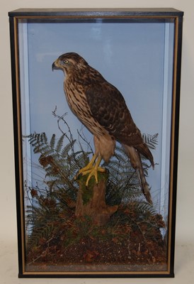 Lot 676 - * A taxidermy Northern Goshawk (Accipiter...