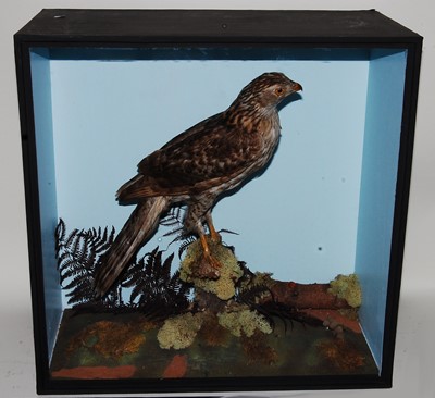 Lot 677 - * A large early 20th century taxidermy Goshawk...