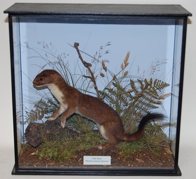 Lot 679 - * A taxidermy Irish Stoat (Mustela erminea...