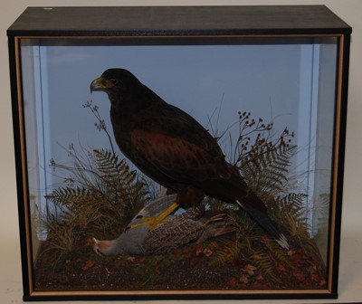 Lot 681 - * A taxidermy Harris Hawk (Parabuteo...