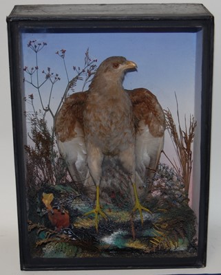 Lot 683 - * A Victorian taxidermy Chanting Goshawk...