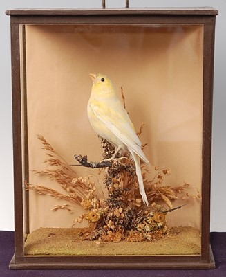 Lot 686 - * A taxidermy Canary (Serinus canaria...