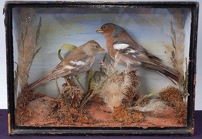 Lot 692 - * A pair of taxidermy Chaffinch (Fringilla...