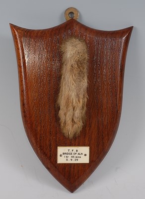 Lot 700 - * An early 20th century taxidermy Fox (Vulpes...