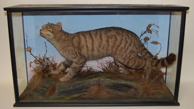 Lot 747 - * A late Victorian taxidermy Scottish Wildcat...
