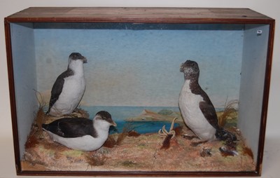 Lot 718 - * A Victorian taxidermy trio of Razorbills...