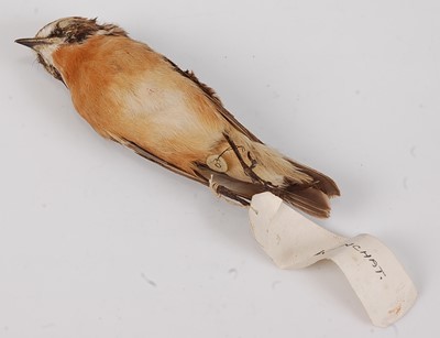 Lot 724 - * An early 20th century taxidermy cabinet skin...