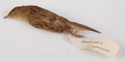 Lot 725 - * An early 20th century taxidermy cabinet skin...