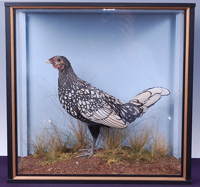 Lot 730 - * A taxidermy silver black-laced Sebright Hen...
