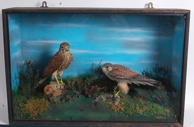 Lot 702 - * A brace of Victorian taxidermy Kestrel...