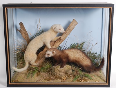 Lot 705 - * A taxidermy pair of Ferret (Mustela putorius...