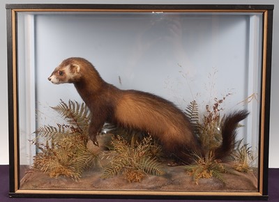 Lot 707 - * A taxidermy Wild Polecat (Mustela putorius),...