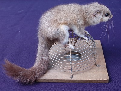 Lot 709 - * A taxidermy Edible (or Fat) Dormouse (Glis...