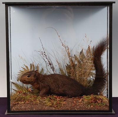 Lot 713 - * A taxidermy Black Squirrel, melanistic...