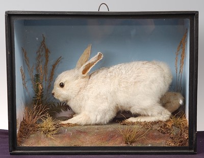 Lot 732 - * An early 20th century taxidermy Ermine...