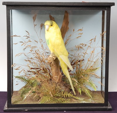 Lot 736 - * A modern taxidermy Budgerigar (Melopsittacus...
