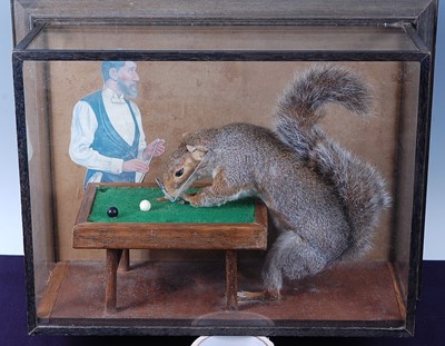 Lot 737 - * An anthropomorphic taxidermy Grey Squirrel...
