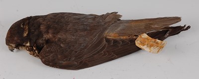 Lot 738 - * An early 20th century taxidermy Hobby (Falco...