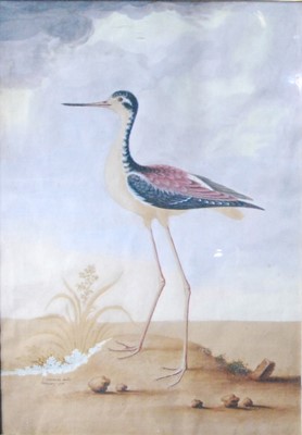 Lot 1387 - *George Edwards (1694-1773) - The long-legged...
