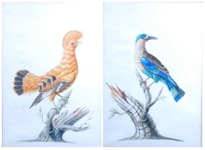 Lot 1389 - *Sarah Stone (1760-1844) - Guianan cock-of-the-...
