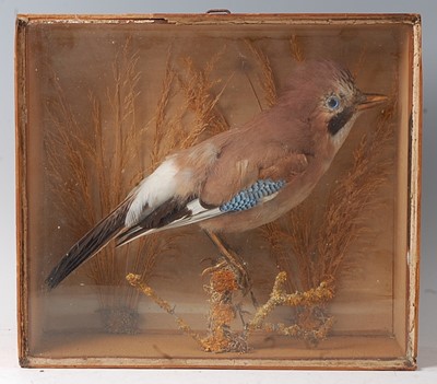 Lot 742 - An early 20th century taxidermy Jay (Garrulus...