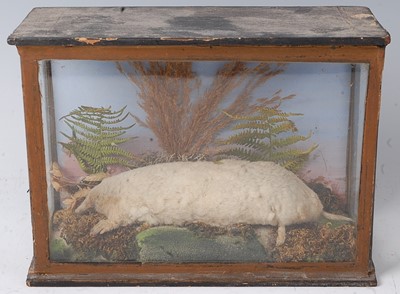 Lot 743 - A late Victorian taxidermy Albino mole (Talpa...