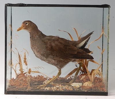 Lot 745 - A mid-20th century taxidermy...