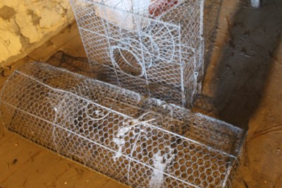 Lot 23 - 2 x Sparrow Traps