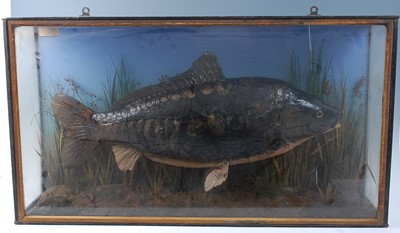 Lot 2693 - A taxidermy Mirror Carp (Cyprinus carpio...