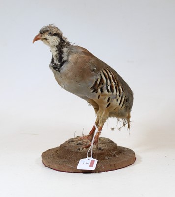 Lot 8 - A 20th century taxidermy bird on circular...
