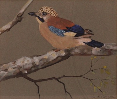Lot 320 - Ralston Gudgeon (1910-1984) - Bluejay, gouache...