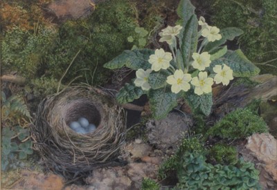 Lot 1262 - Frederick William Roscoe (1838-1902) - Bird's...
