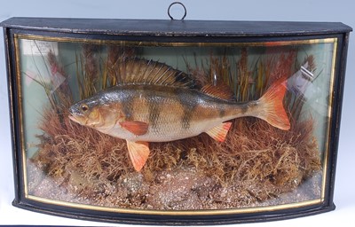 Lot 376 - A 20th century taxidermy Perch (Perca...