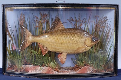 Lot 399 - A late Victorian taxidermy Roach (Rutilus...