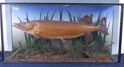 Lot 378 - A circa 1900 taxidermy Pike (Esox lucius),...