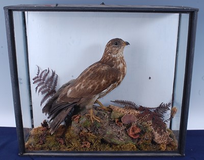 Lot 385 - An early 20th century taxidermy Honey buzzard...
