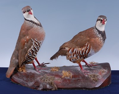 Lot 369 - A brace of taxidermy Partridge (Perdix perdix),...