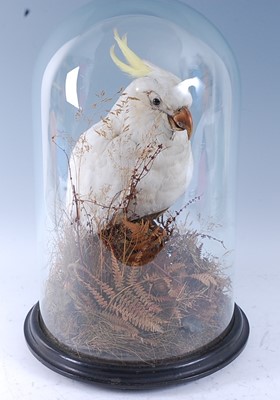 Lot 383 - A late 19th/early 20th century taxidermy...
