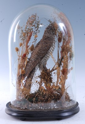 Lot 381 - A 20th century taxidermy Common Cuckoo...