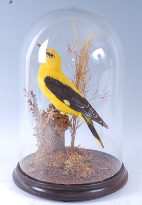 Lot 394 - A taxidermy Golden Oriole (Oriolus oriolus)...