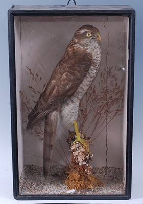 Lot 401 - An early 20th century taxidermy Sparrowhawk...