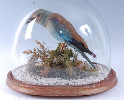 Lot 392 - An early 20th century taxidermy Indian Roller...
