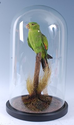 Lot 396 - A 20th century taxidermy Red-winged Parrot...