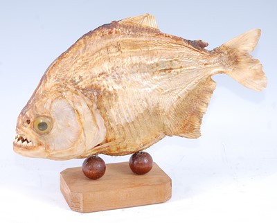 Lot 391 - A 20th century taxidermy Brazilian Piranha...