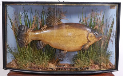 Lot 398 - An early 20th century taxidermy Tench (Tinca...