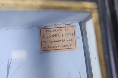 Lot 398 - An early 20th century taxidermy Tench (Tinca...