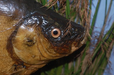 Lot 398 - An early 20th century taxidermy Tench (Tinca...