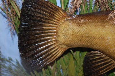 Lot 398 - An early 20th century taxidermy Tench (Tinca...