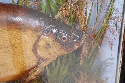 Lot 398 - An early 20th century taxidermy Tench (Tinca...